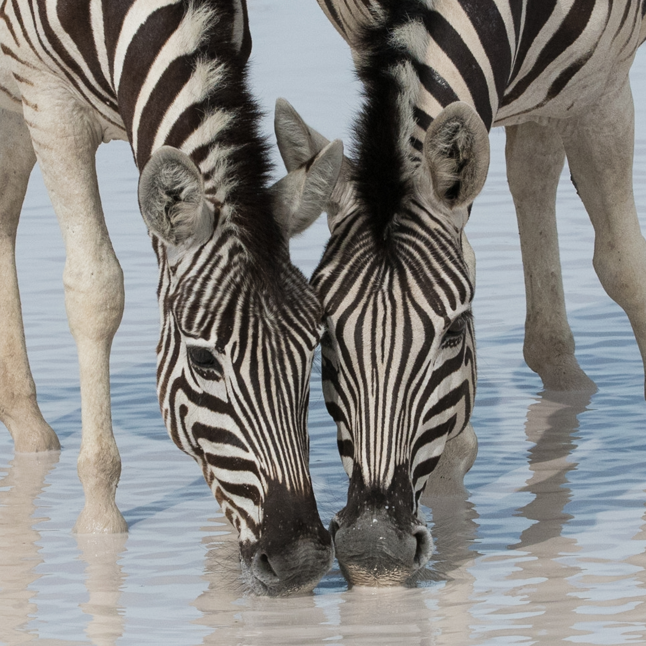 Zèbres des plaines ou de Burchell (Plains' Zebra, Equus quagga) buvant à une source, Namutoni, Parc National d'Etosha, Namibie.